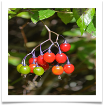 Deadly nightshade berries in the sun - Richard Nicholls